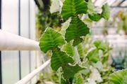 ../galleries/2020.02.02_Botanischer_Garten_mit_Christian/DSC_4138.thumbnail.jpg