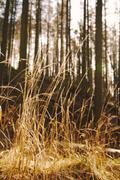 ../galleries/2020.02.15_Harz_Lonau/DSC_4178.thumbnail.jpg