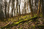 ../galleries/2020.02.22_Hoher_Meißner_mit_Annika/DSC_4264.thumbnail.jpg