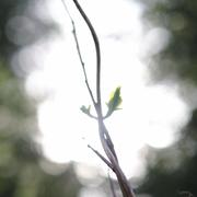 ../galleries/2020.03.15_Adelebsen/DSC_4459.thumbnail.jpg