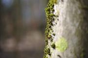 ../galleries/2020.03.15_Adelebsen/DSC_4485.thumbnail.jpg