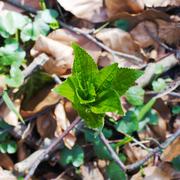 ../galleries/2020.03.15_Adelebsen/DSC_4505.thumbnail.jpg