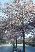 ../galleries/2020.04.01_Kirschbaumblüte_Z-Campus/DSC_4704.thumbnail.jpg