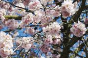 ../galleries/2020.04.01_Kirschbaumblüte_Z-Campus/DSC_4721.thumbnail.jpg