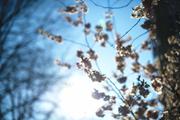 ../galleries/2020.04.01_Kirschbaumblüte_Z-Campus/DSC_4730.thumbnail.jpg