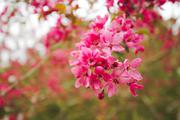 ../galleries/2020.04.18_Spaziergang_Experimenteller_Botanischer_Garten/DSC_5009.thumbnail.jpg