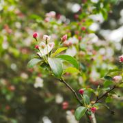 ../galleries/2020.04.18_Spaziergang_Experimenteller_Botanischer_Garten/DSC_5010.thumbnail.jpg
