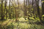 ../galleries/2020.04.18_Spaziergang_Herberhausen/DSC_4983.thumbnail.jpg