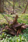 ../galleries/2020.04.18_Spaziergang_Herberhausen/DSC_4988.thumbnail.jpg