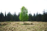 ../galleries/2020.05.03_Fotospaziergang_Moor_Mecklenbruch/DSC_5116.thumbnail.jpg