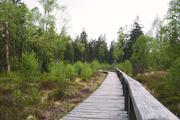 ../galleries/2020.05.03_Fotospaziergang_Moor_Mecklenbruch/DSC_5123.thumbnail.jpg