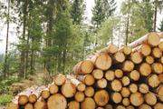 ../galleries/2020.05.10_Wanderung_Harz_Clausthal-Zellerfeld/DSC_5232.thumbnail.jpg