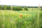 ../galleries/2020.05.20_Spaziergang_Weende/DSC_5270.thumbnail.jpg