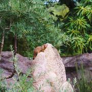 ../galleries/2020.06.03_Opel_Zoo_Kronberg/DSC_5388.thumbnail.jpg