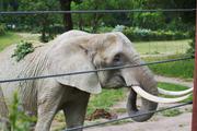 ../galleries/2020.06.03_Opel_Zoo_Kronberg/DSC_5433.thumbnail.jpg