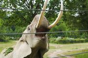 ../galleries/2020.06.03_Opel_Zoo_Kronberg/DSC_5435.thumbnail.jpg