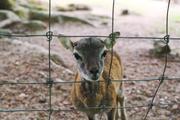../galleries/2020.06.03_Opel_Zoo_Kronberg/DSC_5456.thumbnail.jpg