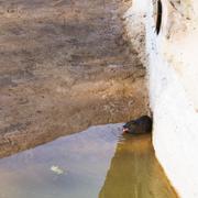 ../galleries/2020.06.03_Opel_Zoo_Kronberg/DSC_5481.thumbnail.jpg