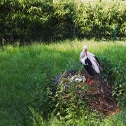 ../galleries/2020.06.03_Opel_Zoo_Kronberg/DSC_5487.thumbnail.jpg