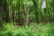 ../galleries/2020.06.04_Spaziergang_Niedernhausen/DSC_5505.thumbnail.jpg