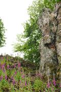 ../galleries/2020.06.04_Spaziergang_Niedernhausen/DSC_5515.thumbnail.jpg