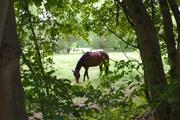 ../galleries/2020.06.07_Spaziergang_Zietenterassen/DSC_5554.thumbnail.jpg