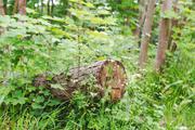 ../galleries/2020.06.07_Spaziergang_Zietenterassen/DSC_5571.thumbnail.jpg