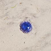 ../galleries/2020.06.20_Urlaub_Amrum_-_Tag_2/DSC_5804.thumbnail.jpg