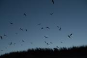 ../galleries/2020.06.24_Urlaub_Amrum_-_Tag_6/DSC_6510.thumbnail.jpg