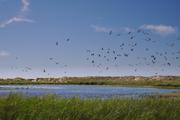 ../galleries/2020.06.25_Urlaub_Amrum_-_Tag_7/DSC_6578.thumbnail.jpg