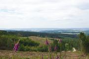 ../galleries/2020.07.04_Wanderung_Harz_Osterode_zur_Hanskühnenburg/DSC_6876.thumbnail.jpg