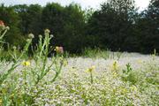 ../galleries/2020.07.11_Spaziergang_Botanischer_Garten/DSC_6934.thumbnail.jpg