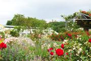 ../galleries/2020.07.11_Spaziergang_Botanischer_Garten/DSC_6940.thumbnail.jpg
