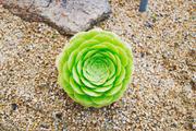../galleries/2020.07.11_Spaziergang_Botanischer_Garten/DSC_6945.thumbnail.jpg