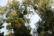 ../galleries/2020.07.24_Spaziergang_Experimenteller_Botanischer_Garten/DSC_6973.thumbnail.jpg