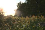 ../galleries/2020.07.24_Spaziergang_Experimenteller_Botanischer_Garten/DSC_6975.thumbnail.jpg