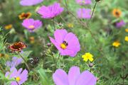 ../galleries/2020.09.04_Spaziergang_Experimenteller_Botanischer_Garten/DSC_7835.thumbnail.jpg