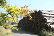 ../galleries/2020.09.12_Wanderung_Harz_St._Andreasberg/DSC_8170.thumbnail.jpg