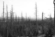 ../galleries/2020.09.12_Wanderung_Harz_St._Andreasberg/DSC_8205.thumbnail.jpg