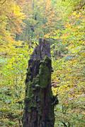 ../galleries/2020.10.24_Spaziergang_Niedernhausen/DSC_8485.thumbnail.jpg
