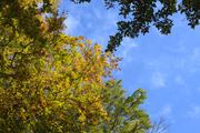 ../galleries/2020.10.24_Spaziergang_Niedernhausen/DSC_8511.thumbnail.jpg