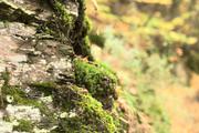 ../galleries/2020.10.27_Urlaub_Lautenthal_-_Tag_2_-_Mandolinenhütte/DSC_8543.thumbnail.jpg
