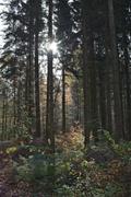 ../galleries/2020.11.08_Spaziergang_Herberhausen/DSC_8680.thumbnail.jpg