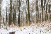 ../galleries/2021.01.02_Schneewanderung_am_Hohen_Meissner/DSC_9086.thumbnail.jpg