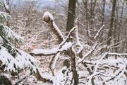../galleries/2021.01.02_Schneewanderung_am_Hohen_Meissner/DSC_9094.thumbnail.jpg