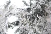 ../galleries/2021.01.02_Schneewanderung_am_Hohen_Meissner/DSC_9108.thumbnail.jpg