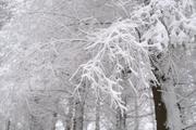 ../galleries/2021.01.02_Schneewanderung_am_Hohen_Meissner/DSC_9110.thumbnail.jpg