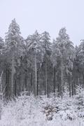 ../galleries/2021.01.02_Schneewanderung_am_Hohen_Meissner/DSC_9119.thumbnail.jpg