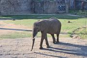 ../galleries/2021.04.02_Ostern_in_Niedernhausen_-_Tag_1_-_Opel-Zoo/DSC_0007.thumbnail.jpg