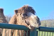 ../galleries/2021.04.02_Ostern_in_Niedernhausen_-_Tag_1_-_Opel-Zoo/DSC_0024.thumbnail.jpg